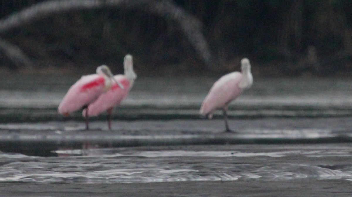 Roseate Spoonbill - ML313194471