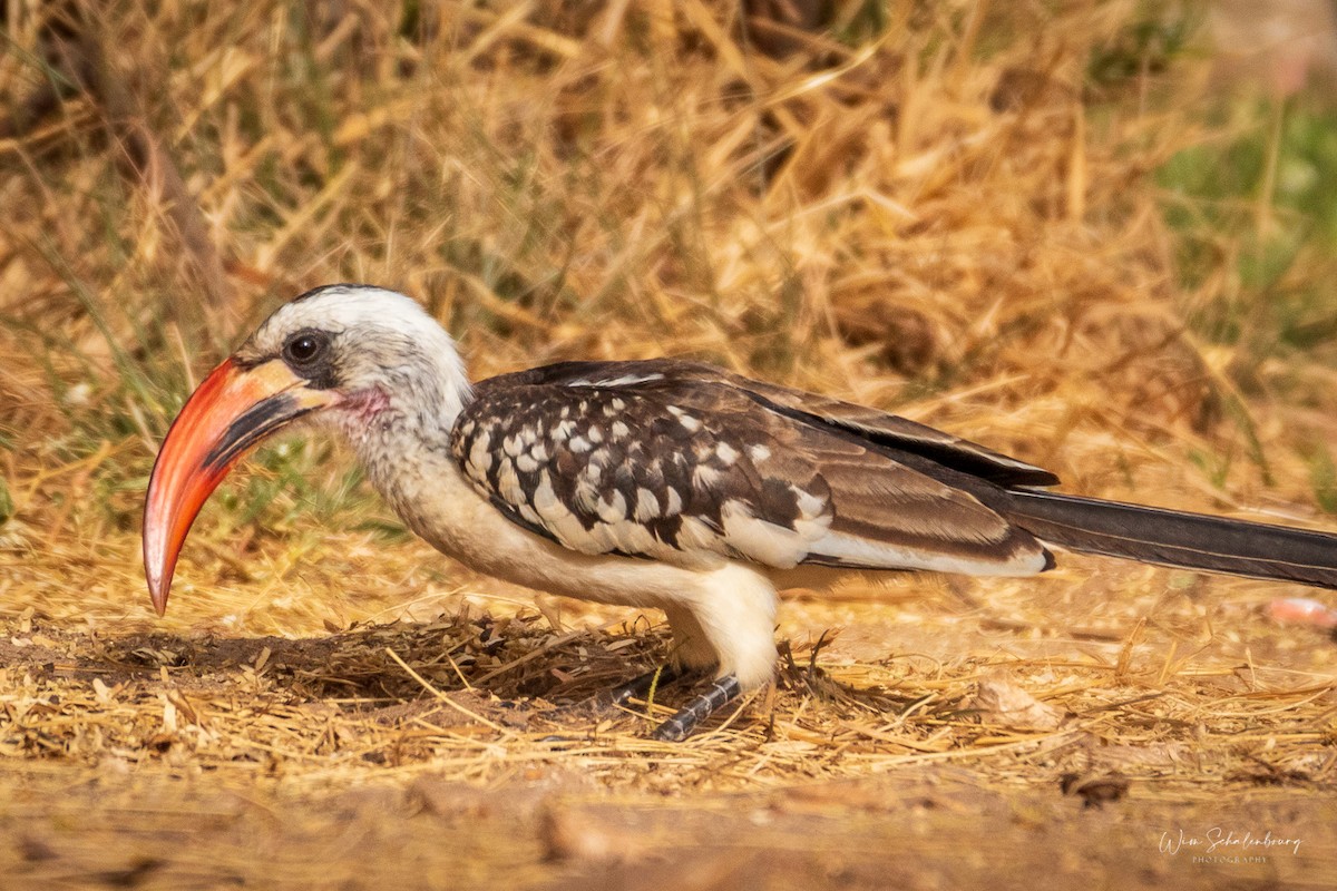 Western Red-billed Hornbill - Wim Schalenbourg