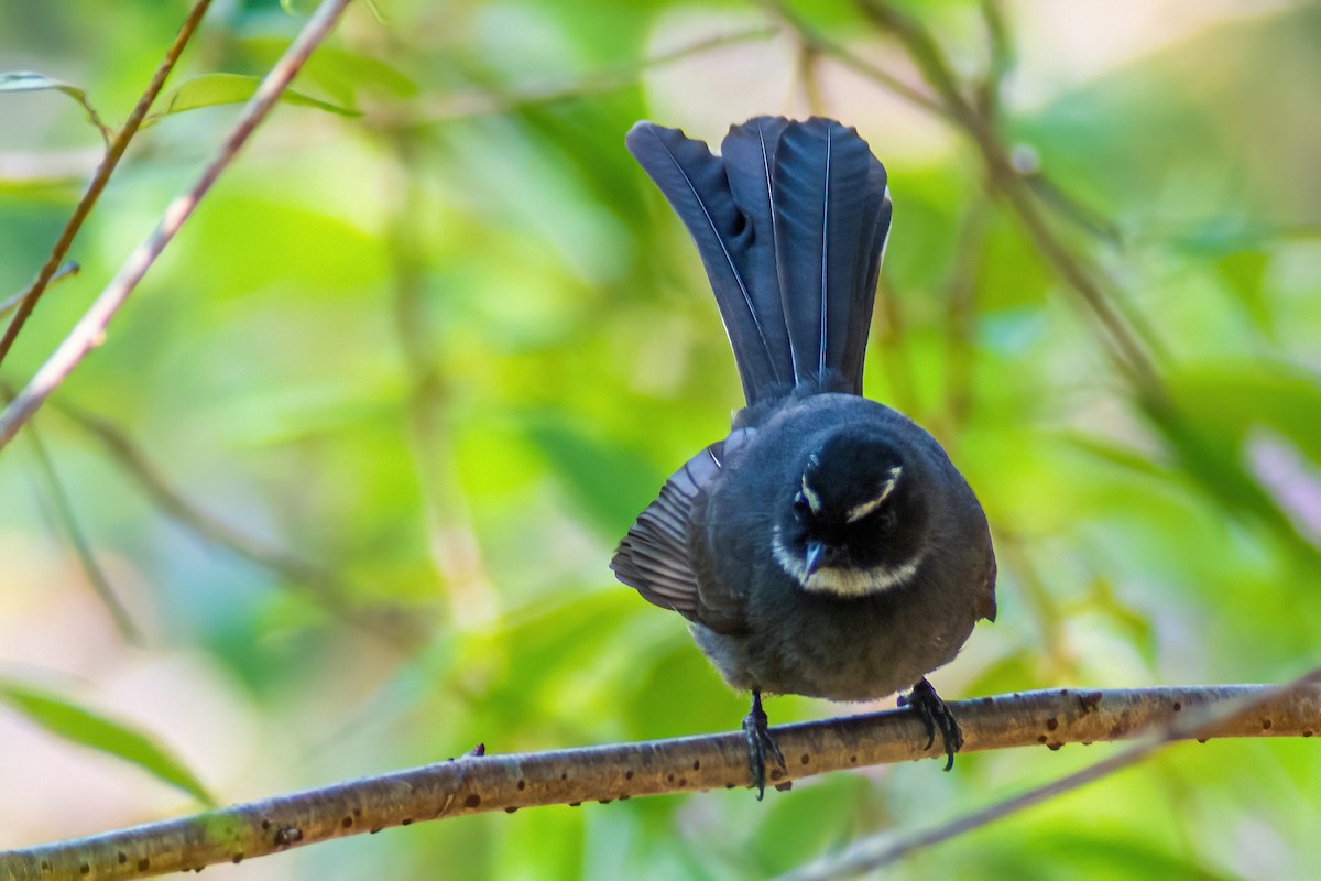 White-throated Fantail - ML313195231