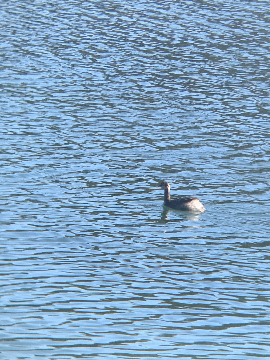 Eared Grebe - ML313197631