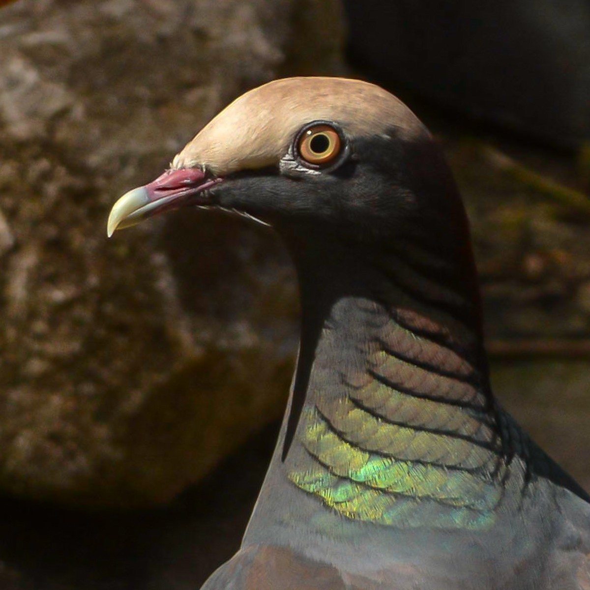 White-crowned Pigeon - Peter Kemp