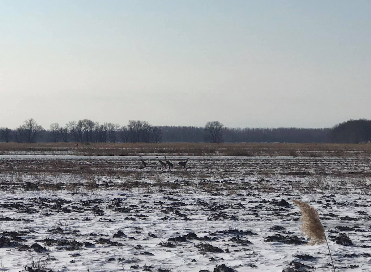 Sandhill Crane - ML313199961