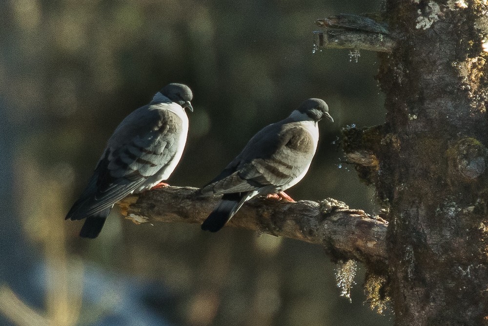 Snow Pigeon - ML313204191