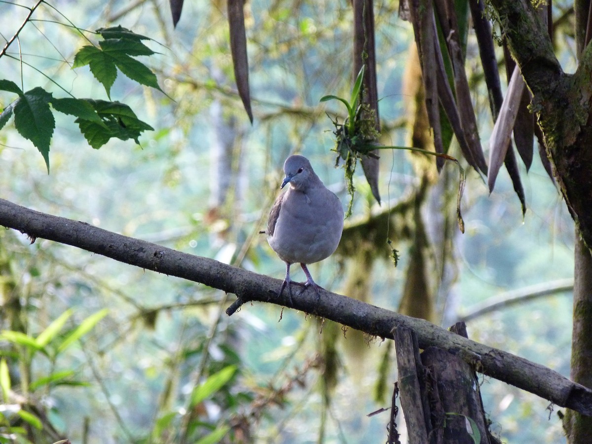 White-tipped Dove - ML313206631