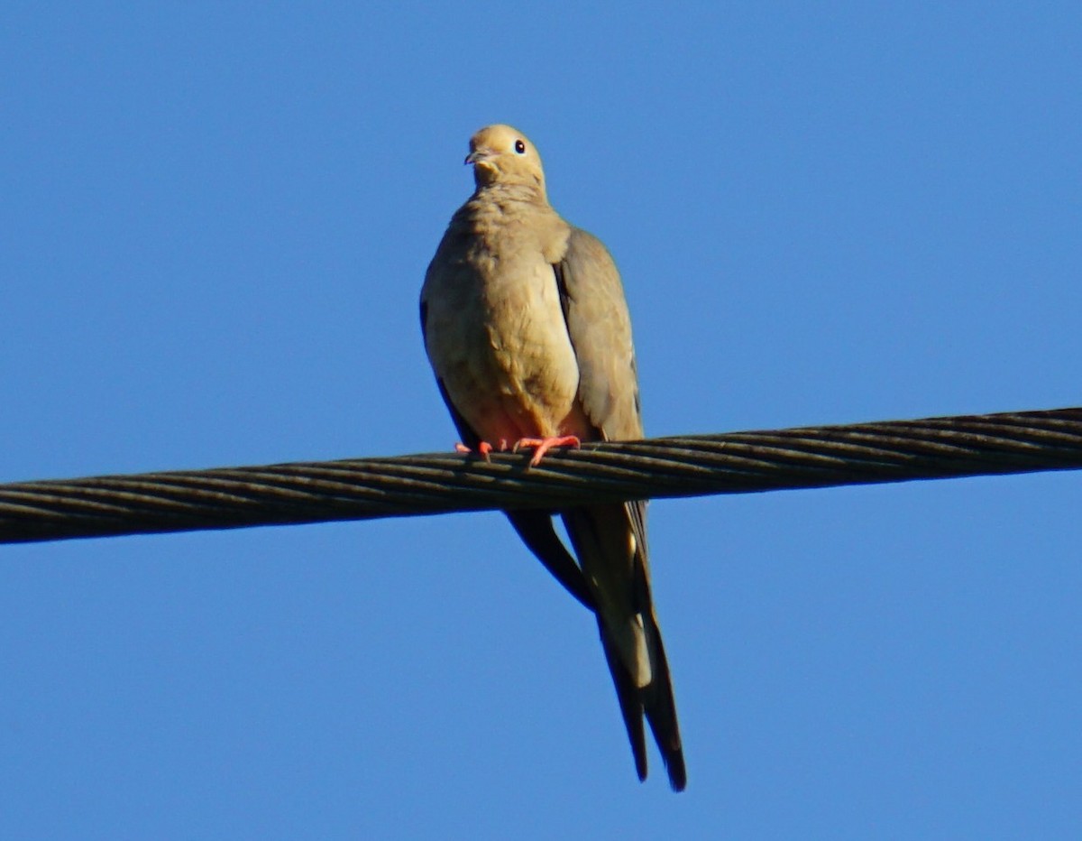 Mourning Dove - ML313208351