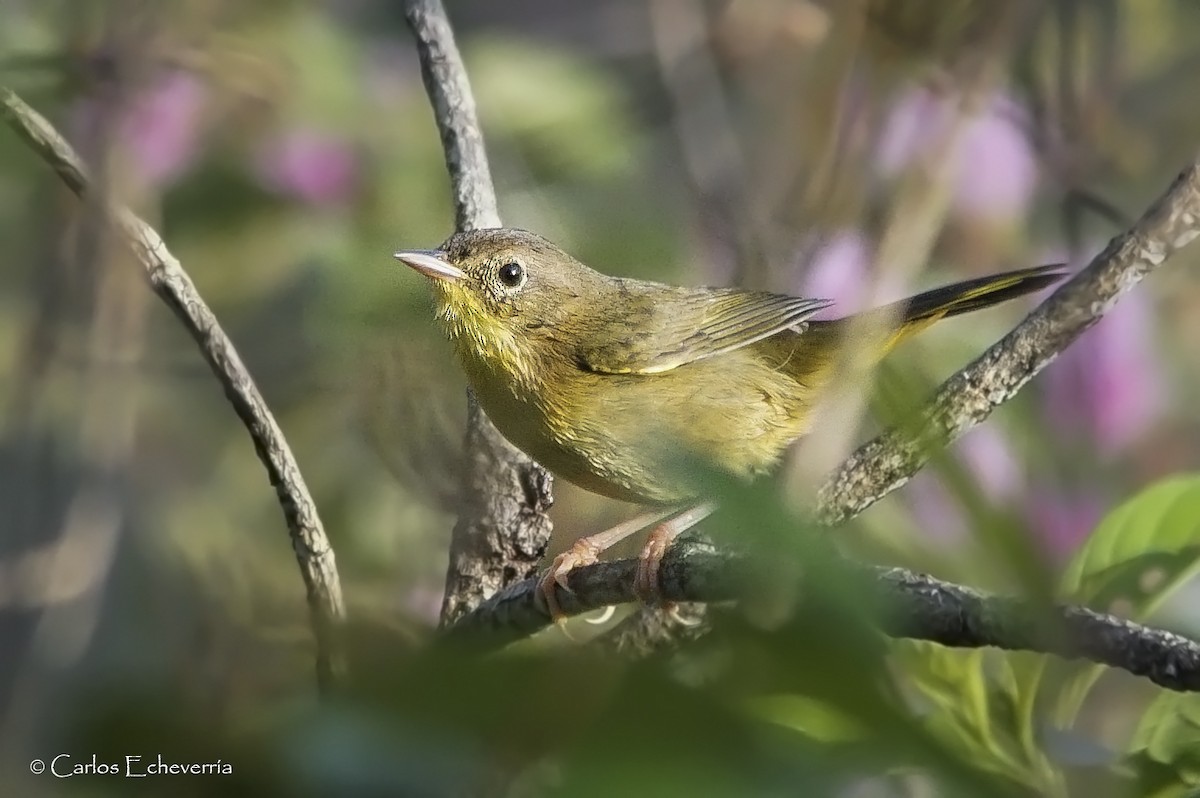 Common Yellowthroat - ML313209501