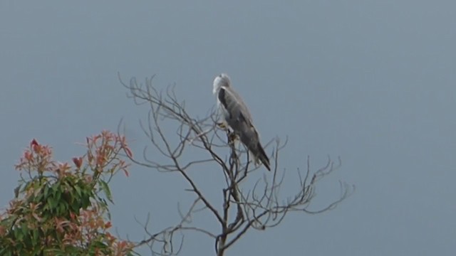 Black-winged Kite - ML313209791