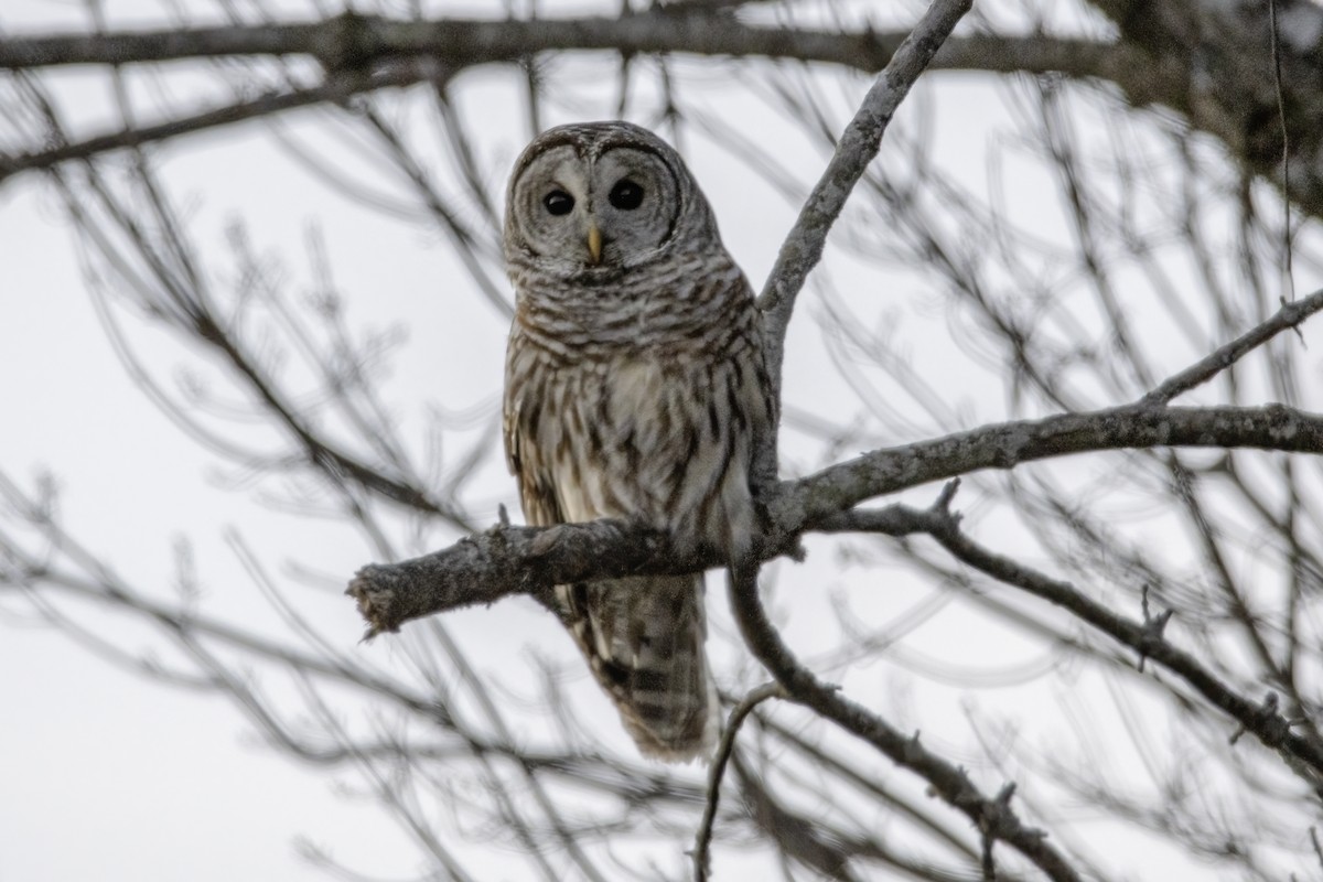 Barred Owl - ML313210781