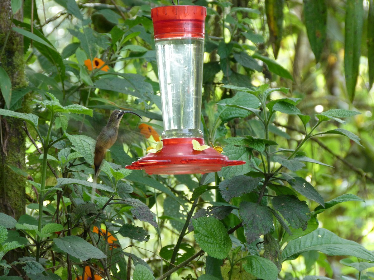 Tawny-bellied Hermit - ML313211101