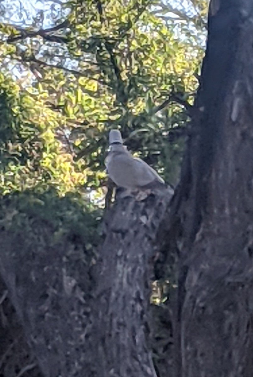 Eurasian Collared-Dove - ML313211611