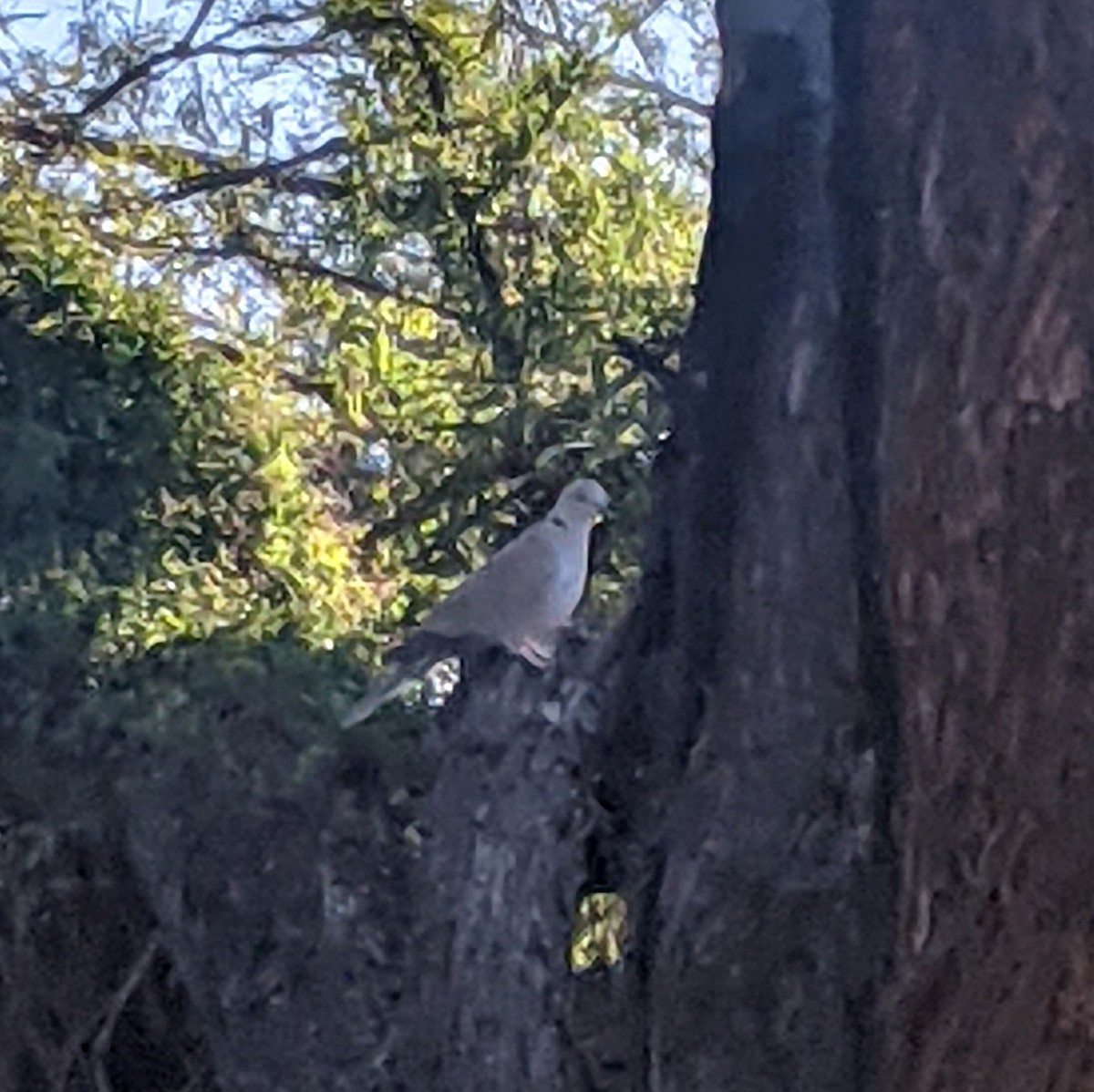 Eurasian Collared-Dove - ML313211621