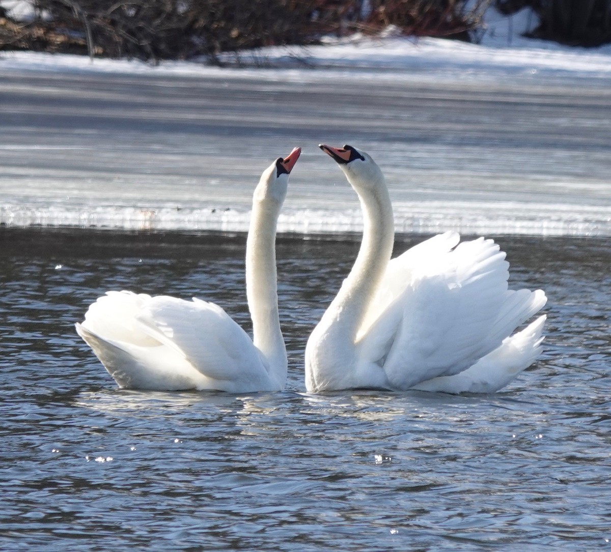 Cygne tuberculé - ML313212811