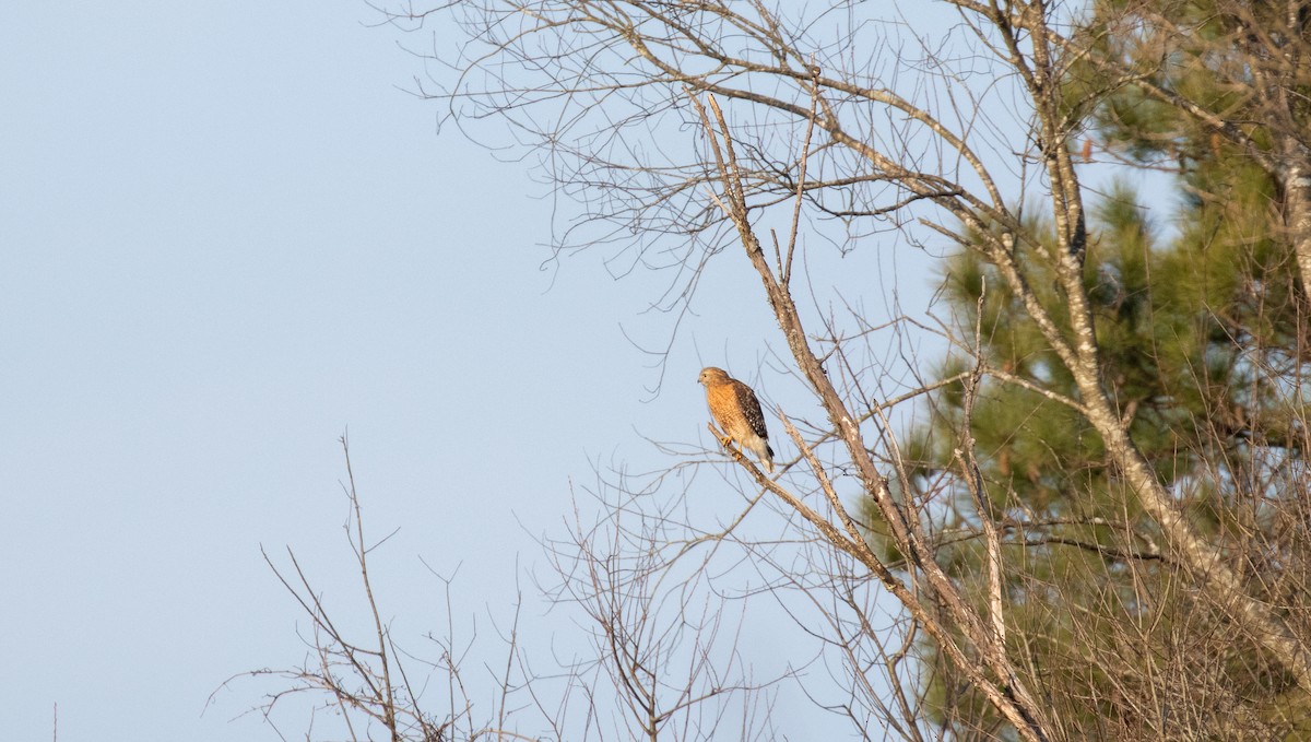 Red-shouldered Hawk - ML313213651