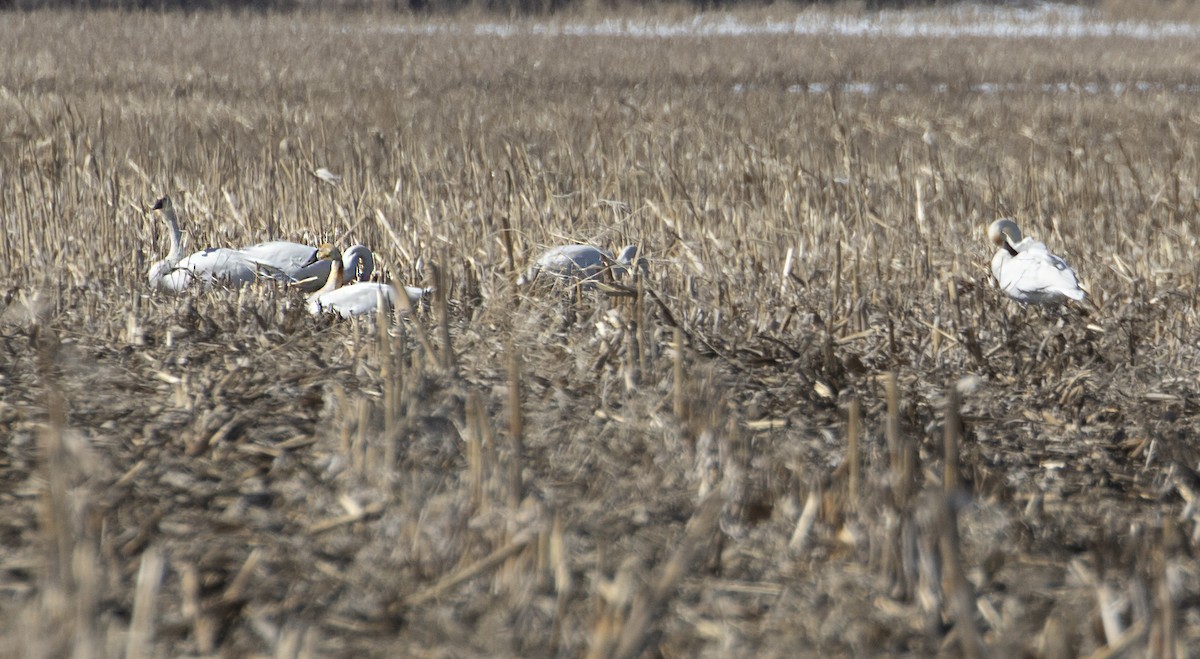 Trumpeter Swan - ML313214191