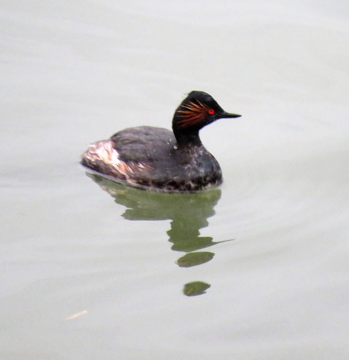 Eared Grebe - ML313215761