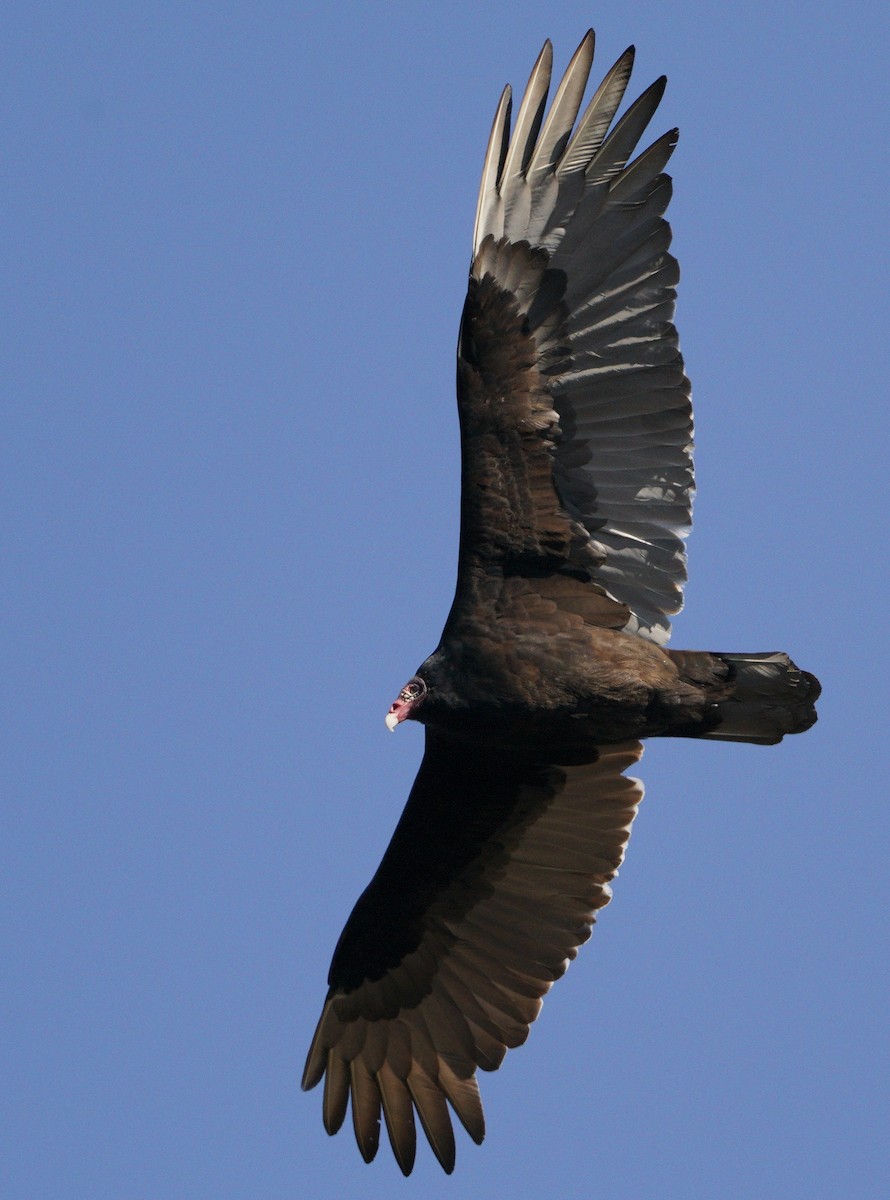 Turkey Vulture - Lee Funderburg