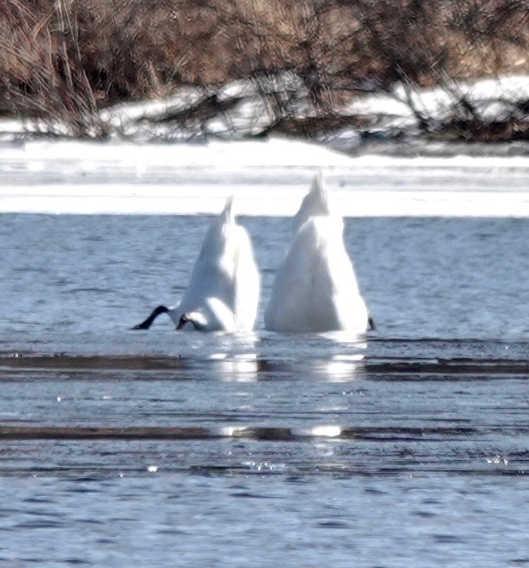 Cygne tuberculé - ML313217071