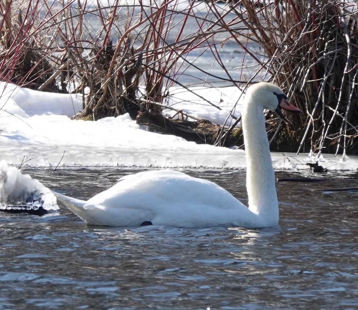 Cygne tuberculé - ML313217151