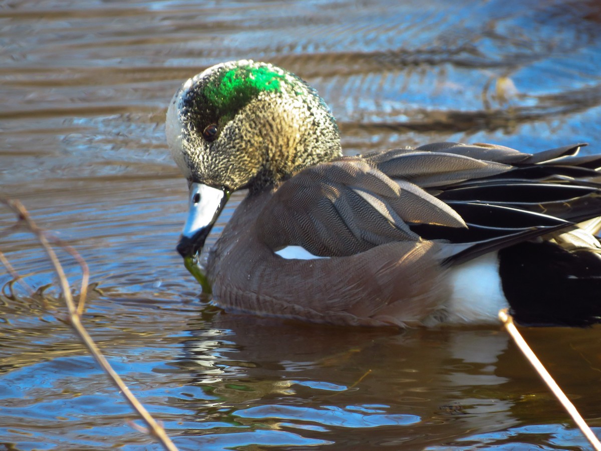 American Wigeon - ML313217931