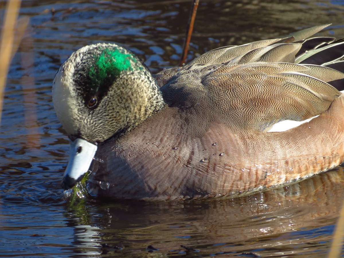 American Wigeon - ML313217951