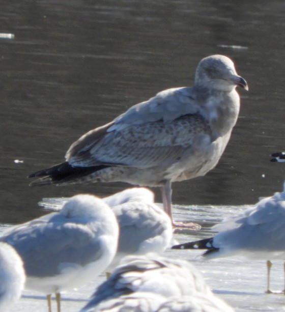 Herring Gull - ML313218061