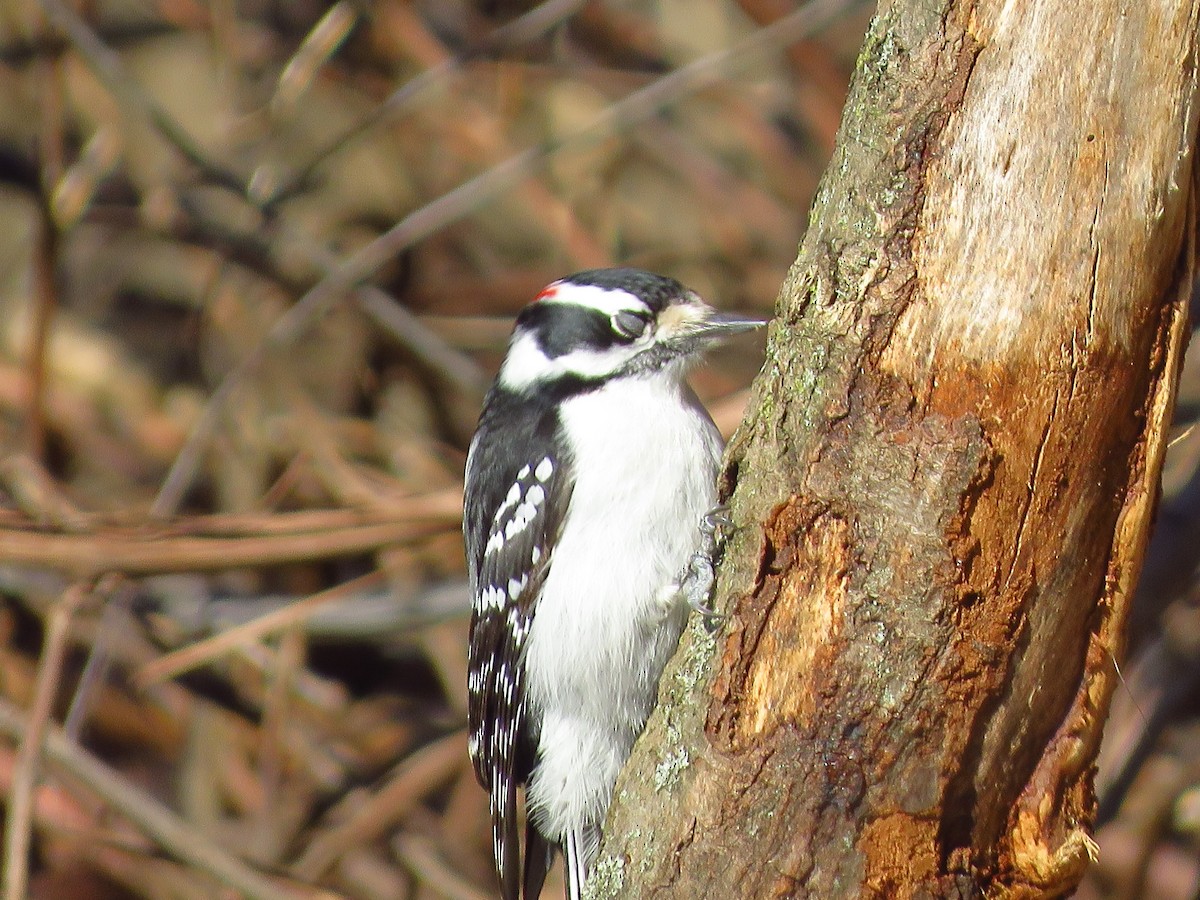 Downy Woodpecker (Eastern) - ML313218131