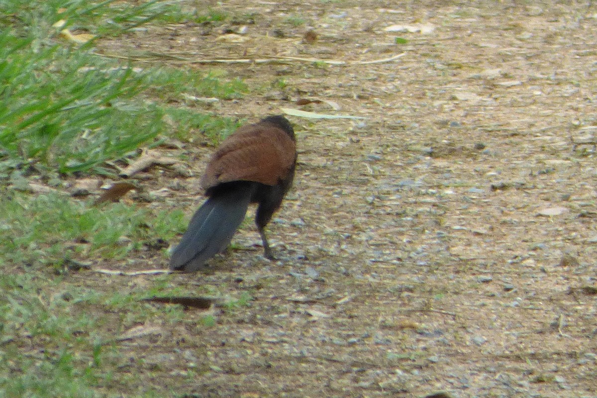 Greater Coucal - ML313218191