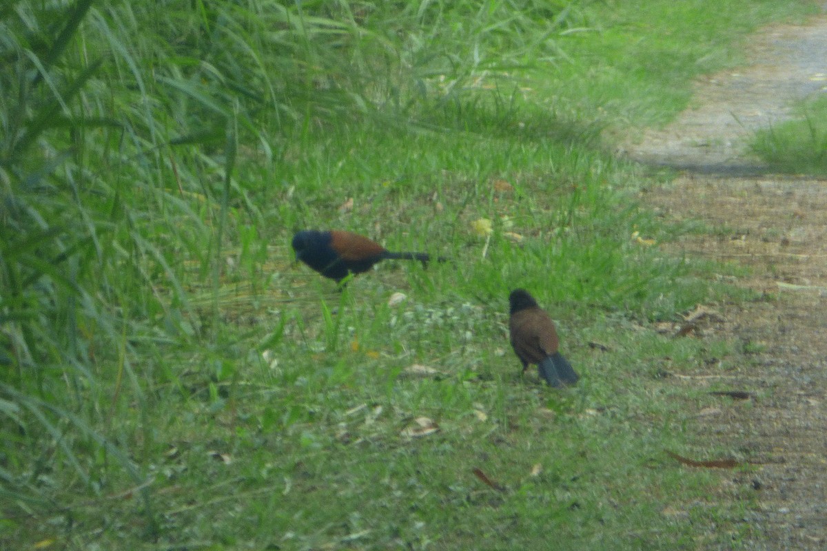 Greater Coucal - ML313218201