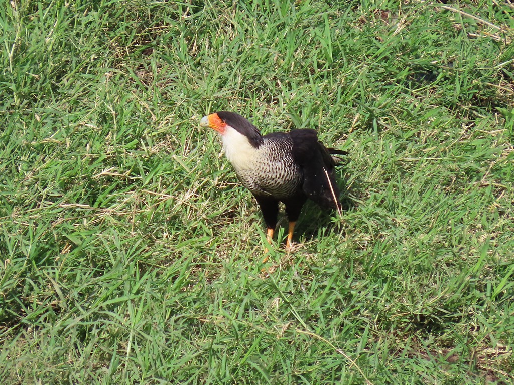 Crested Caracara (Northern) - ML313223871