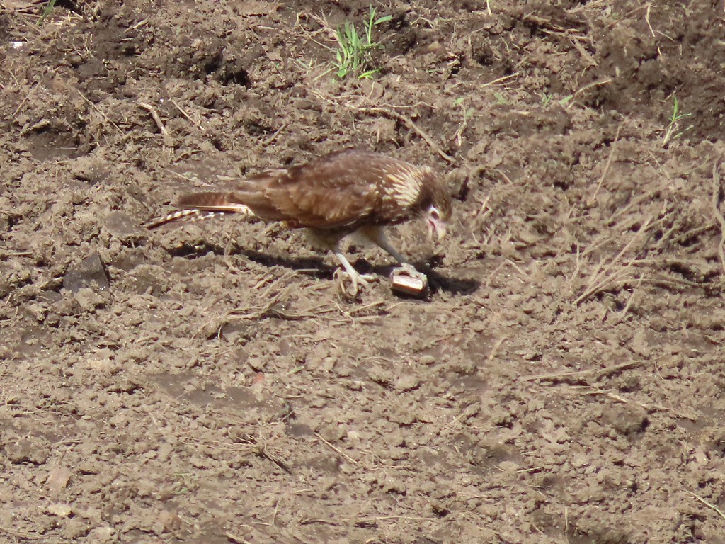 Yellow-headed Caracara - ML313223991