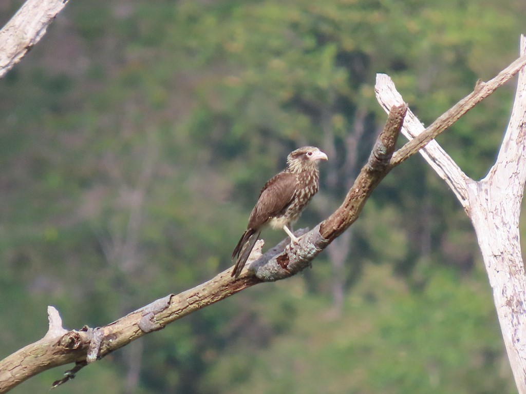 Yellow-headed Caracara - ML313224041