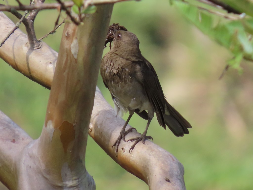 Black-billed Thrush - ML313224071