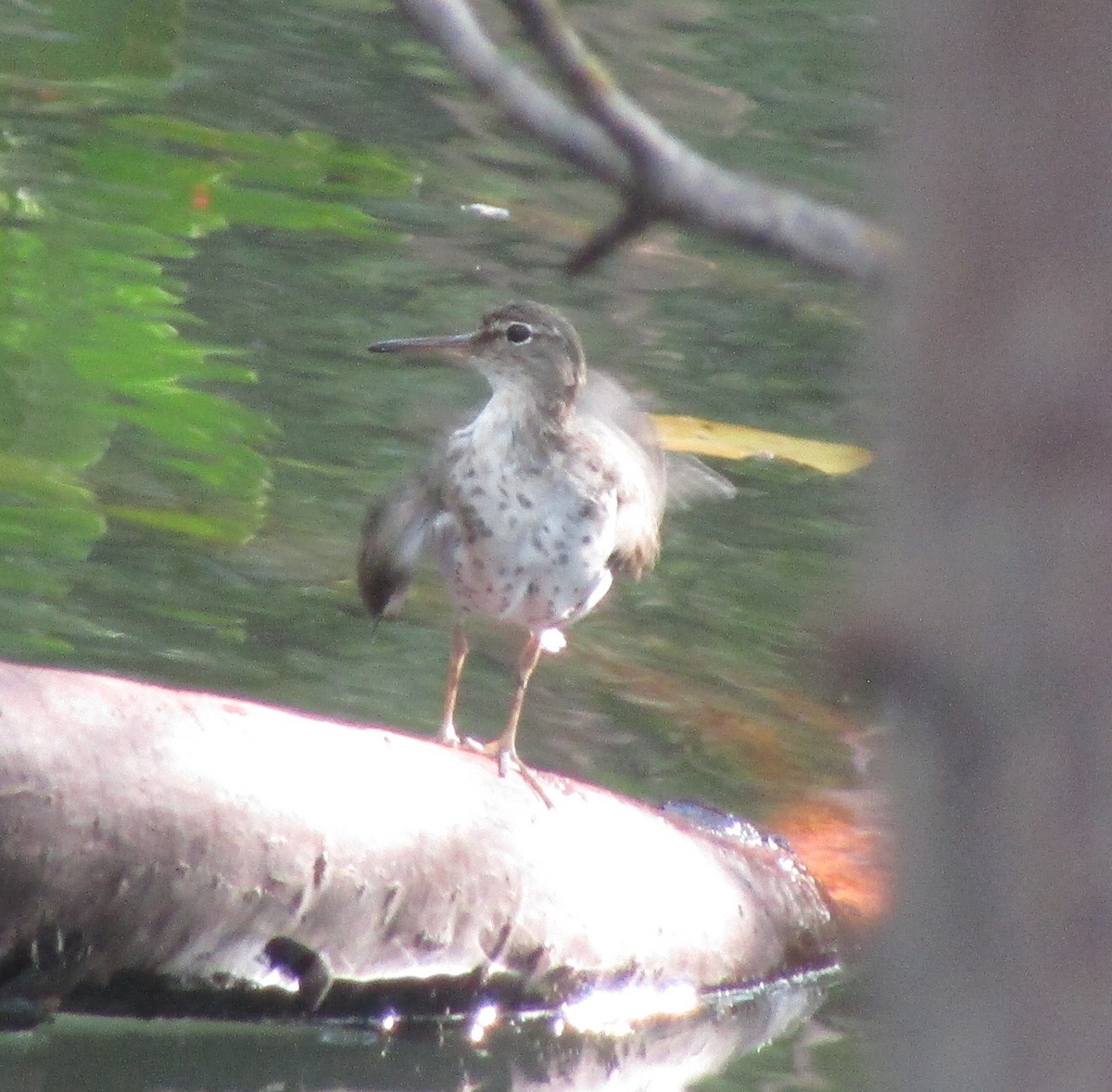 Spotted Sandpiper - Charles Avenengo