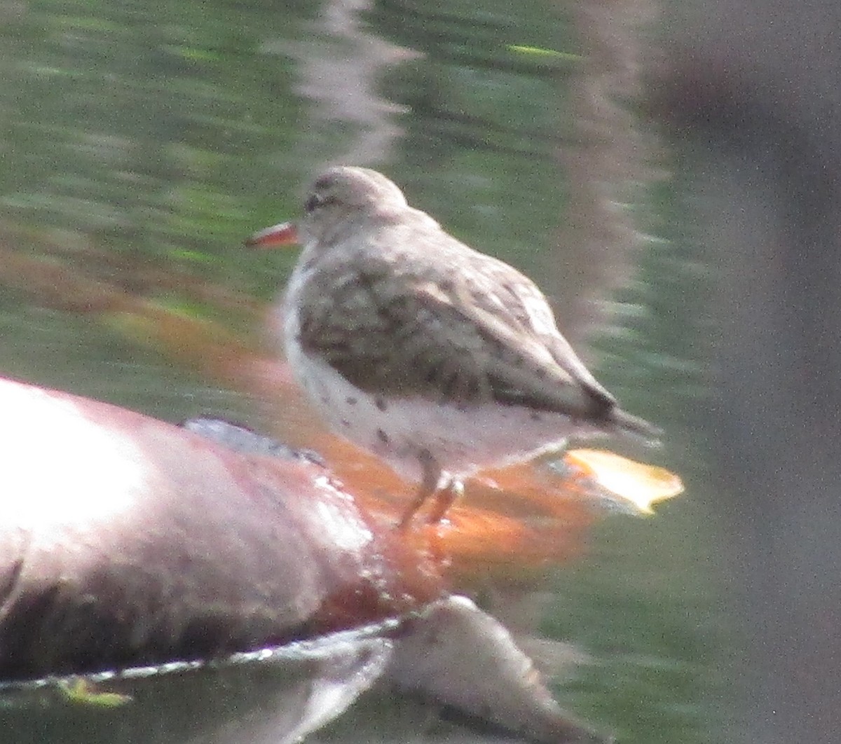 Spotted Sandpiper - ML313228161