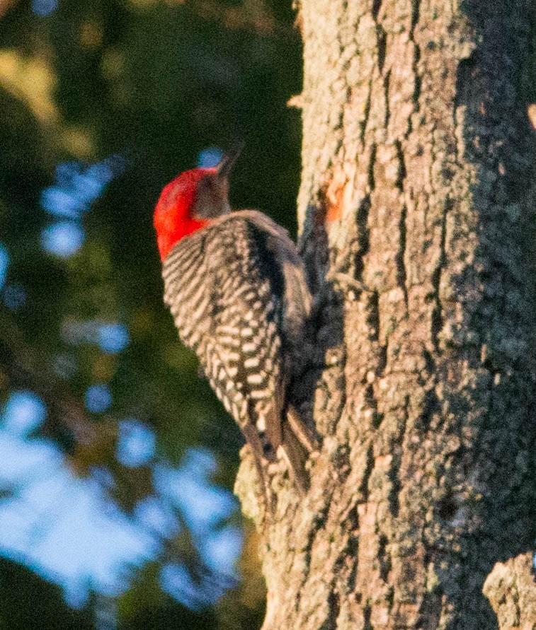 Red-bellied Woodpecker - ML31322891