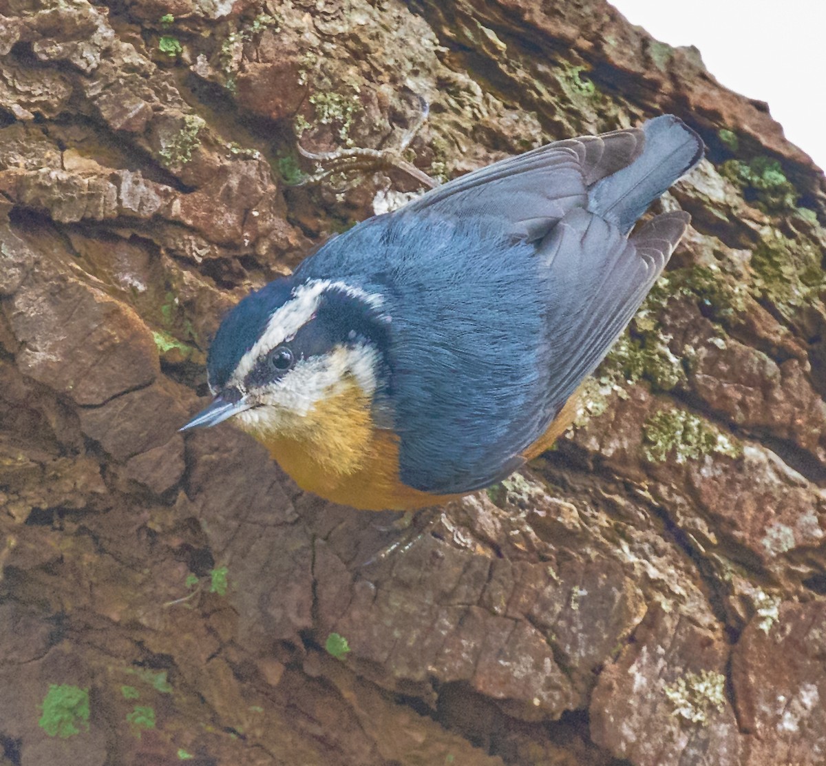 Red-breasted Nuthatch - ML313229411