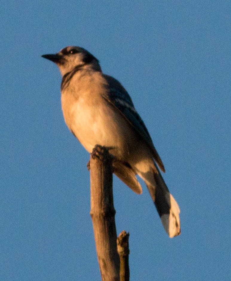 Blue Jay - ML31322951