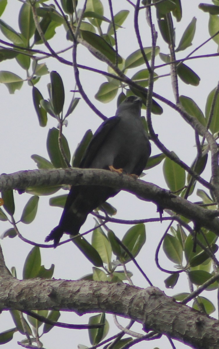 Plumbeous Kite - ML31323031