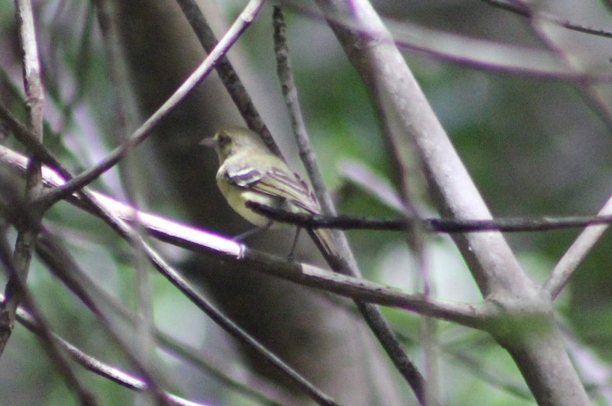 Mangrove Vireo - ML31323121