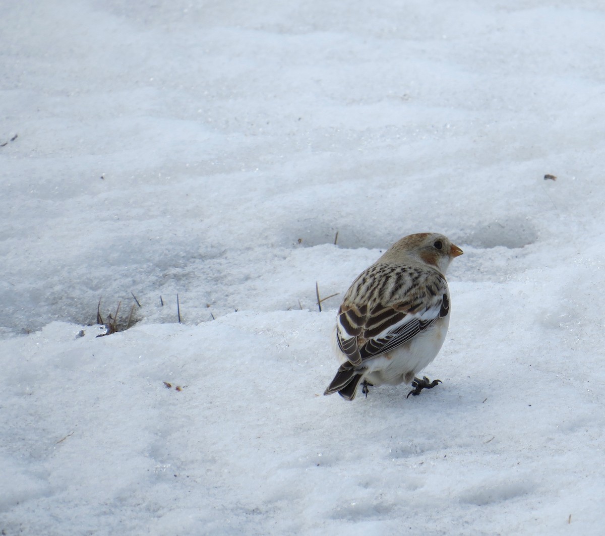 Snow Bunting - ML313232341