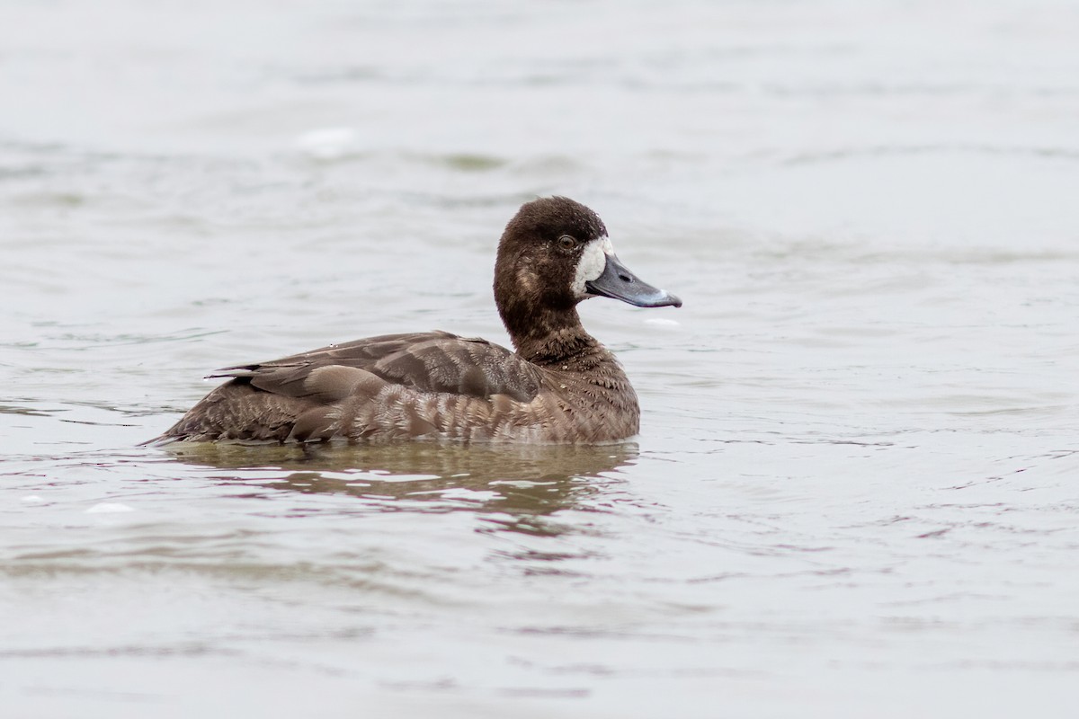 Greater/Lesser Scaup - John C Sullivan