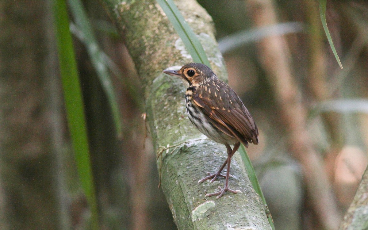 Streak-chested Antpitta (Eastern Panama) - ML313234891