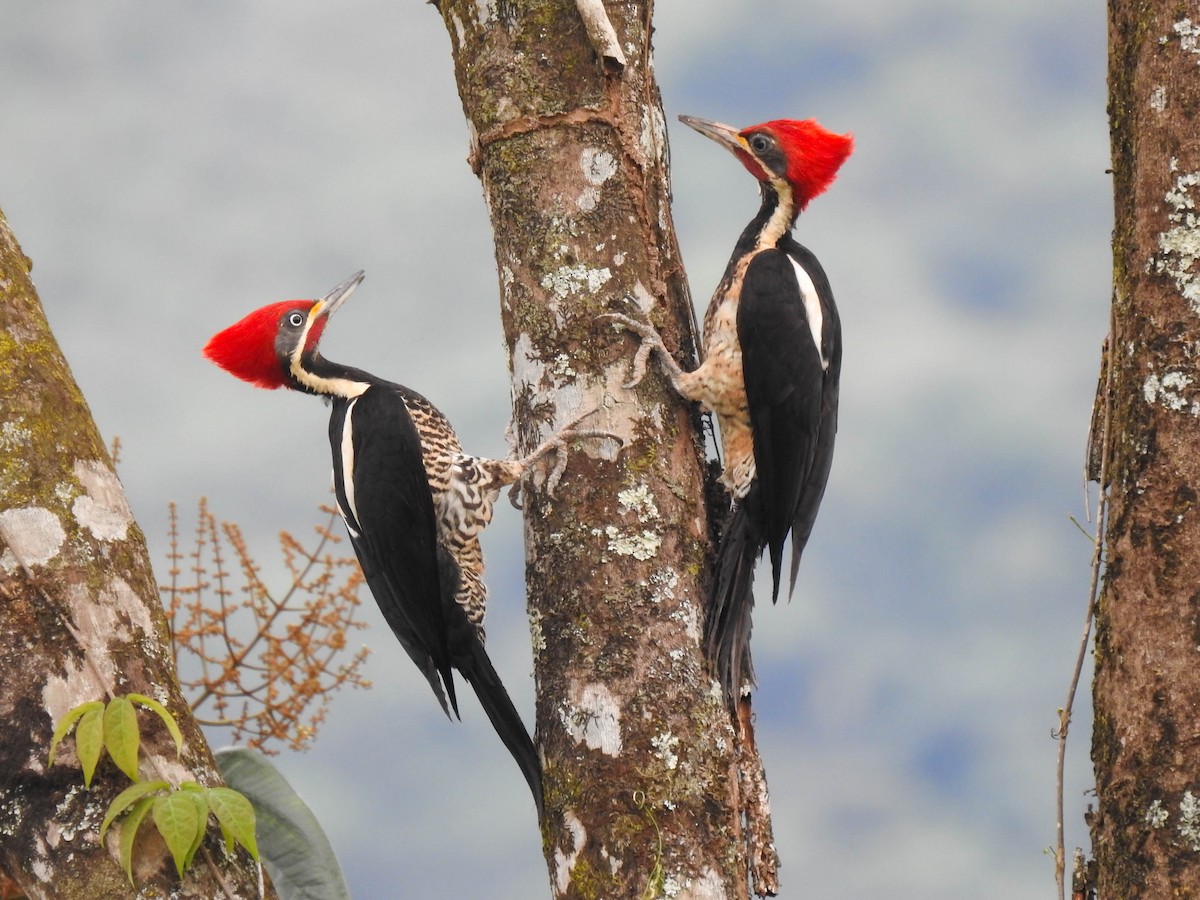 Lineated Woodpecker - Jhon Velasquez