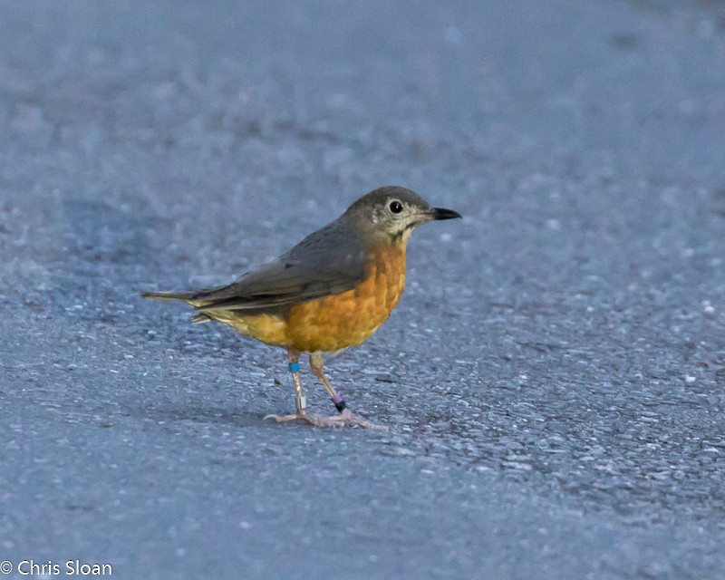 Everett's Thrush - Christopher Sloan