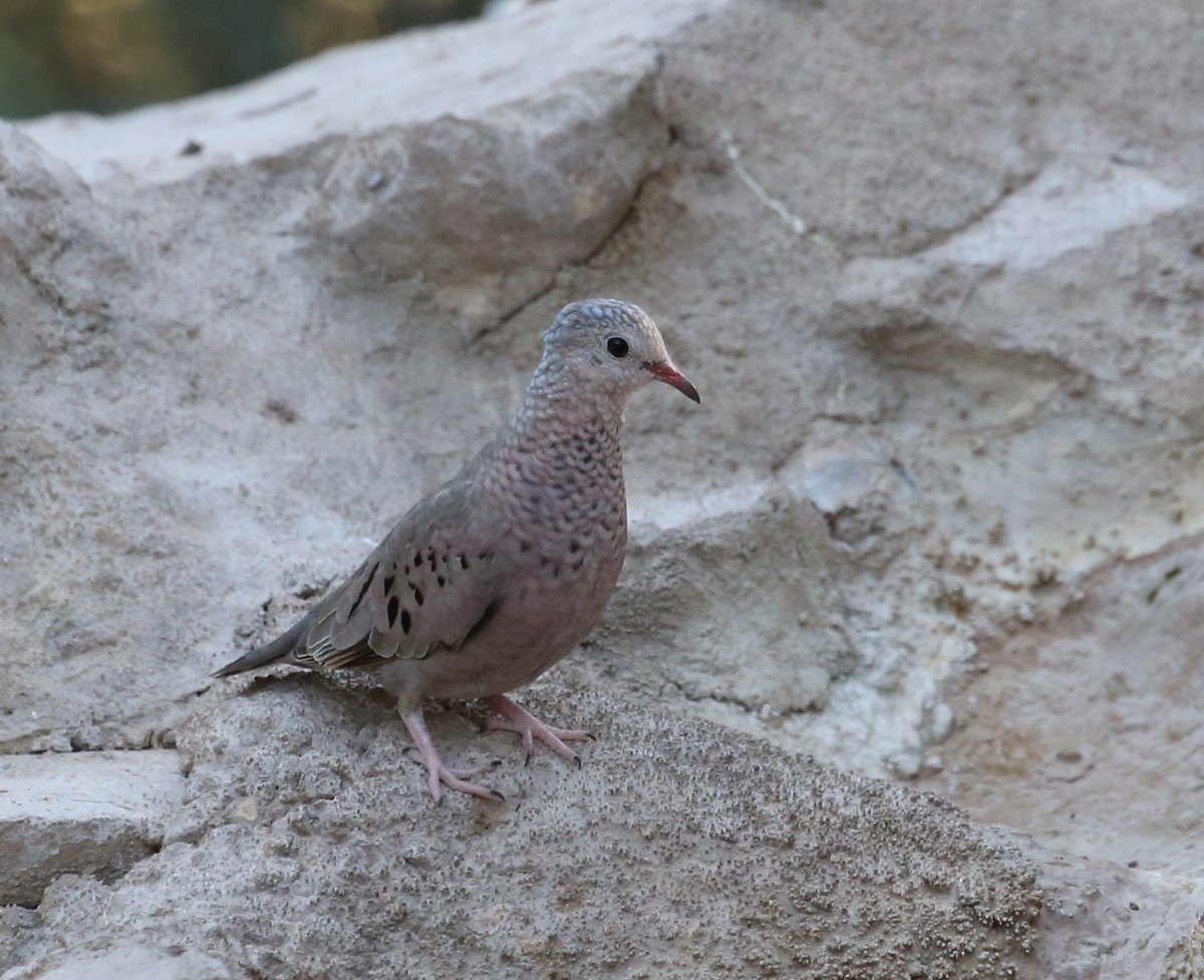 Common Ground Dove - ML31324111