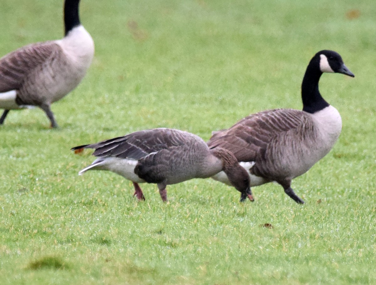 Pink-footed Goose - ML313243431