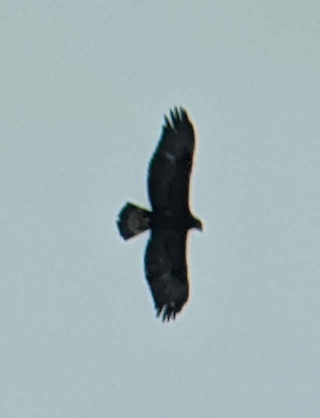 Golden Eagle - ML313244851