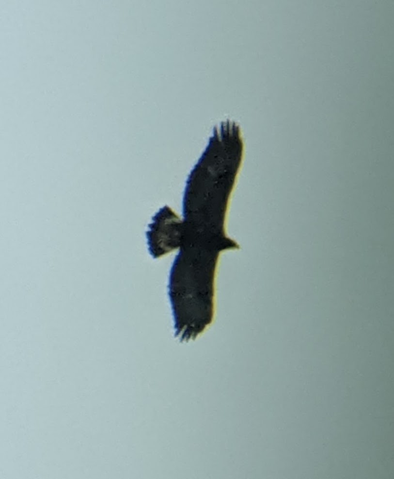 Golden Eagle - ML313244861