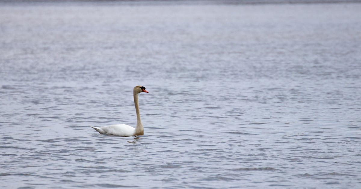 Mute Swan - ML313245291