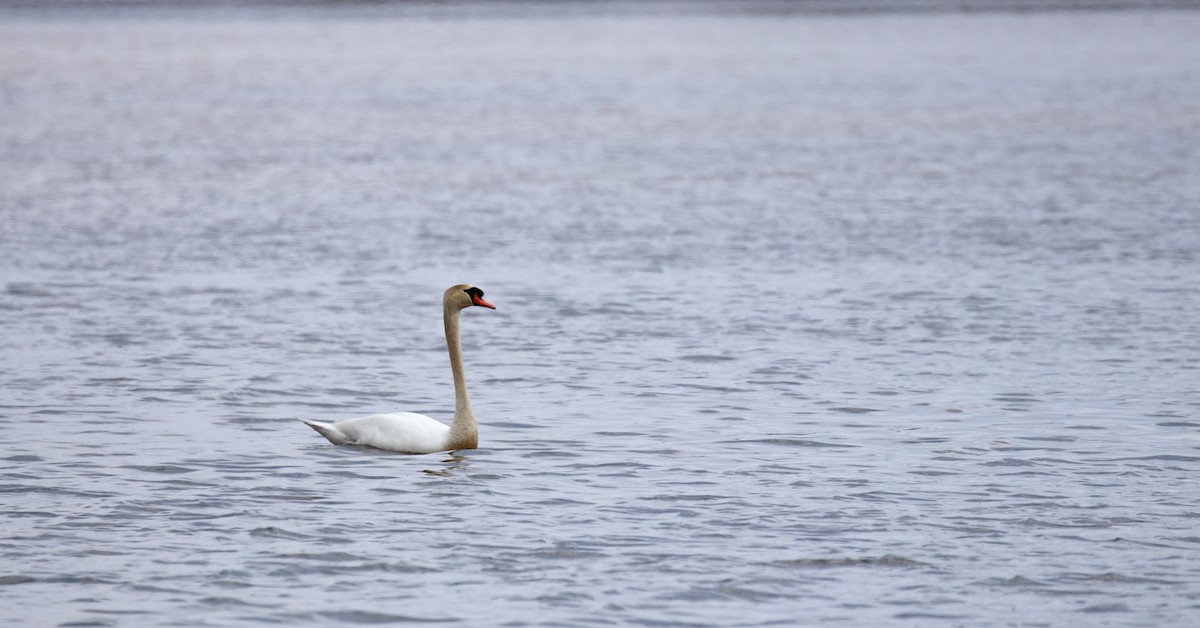 Mute Swan - Sanjay Karanth